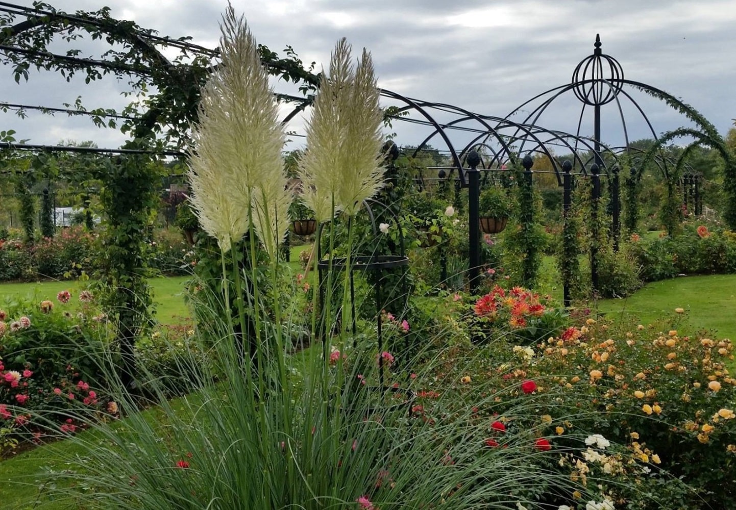 Laubengang St. Albans von Classic Garden Elements im Schaugarten von Peter Beales Roses in Attleborough