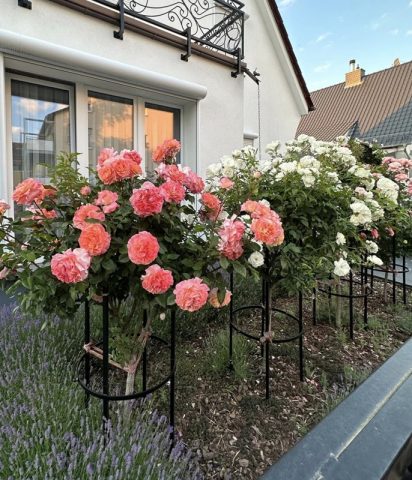 Mehrere Hochstammrosen mit Pflanzenstützen Jean Vibert von Classic Garden Elements und Lavendelhalbstäucher im Vorgarten Mehrere Hochstammrosen mit Pflanzenstützen Jean Vibert von Classic Garden Elements und Lavendelhalbstäucher im Vorgarten