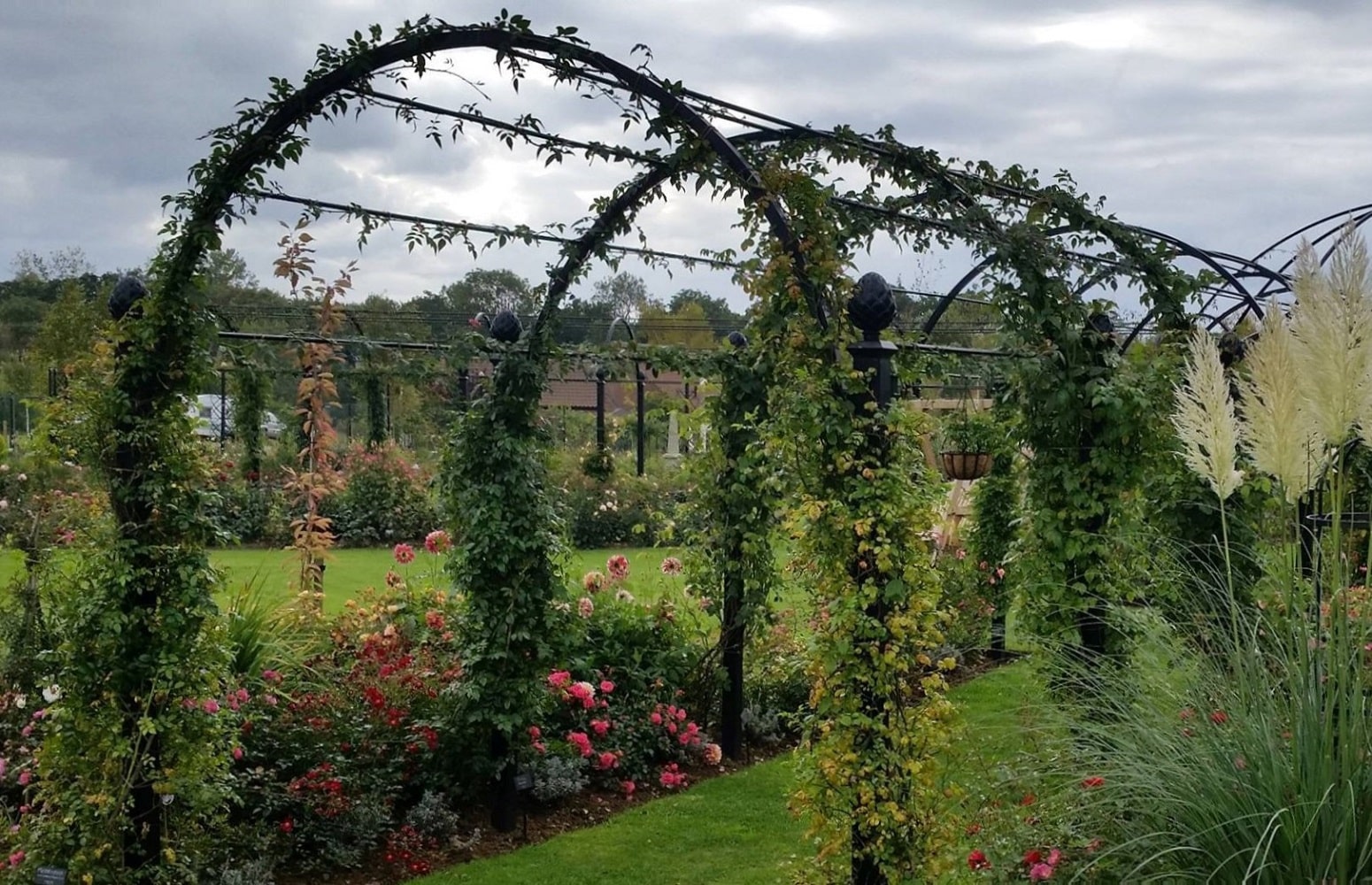 Metall Laubengang St. Albans von Classic Garden Elements im herbstlichen Garten von Peter Beales Roses
