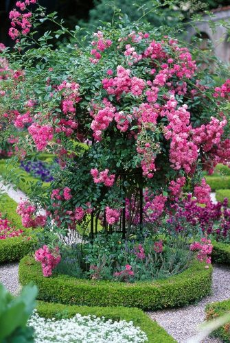 Pflanzenenstütze Jean Vibert von Classic Garden Elements mit Rambler 'Super Dorothy' im formal gestalteten Garten in Weihenstephan