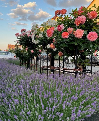 Pflanzenstützen 'Jean Vibert' von Classic Garden Elements mit Rosen und Lavendel im Vorgarten Pflanzenstützen 'Jean Vibert' von Classic Garden Elements mit Rosen und Lavendel im Vorgarten