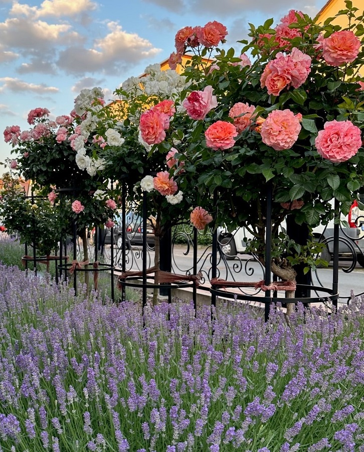 Pflanzenstützen 'Jean Vibert' von Classic Garden Elements mit Rosen und Lavendel im Vorgarten