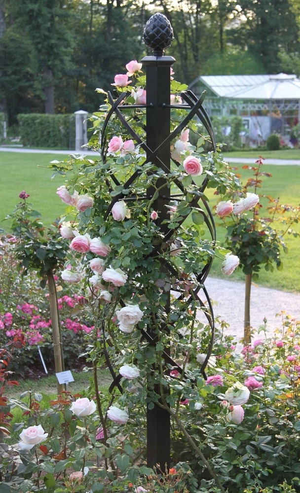 Ranksäule Charleston von Classic Garden Elements mit Eden Rose von Melland