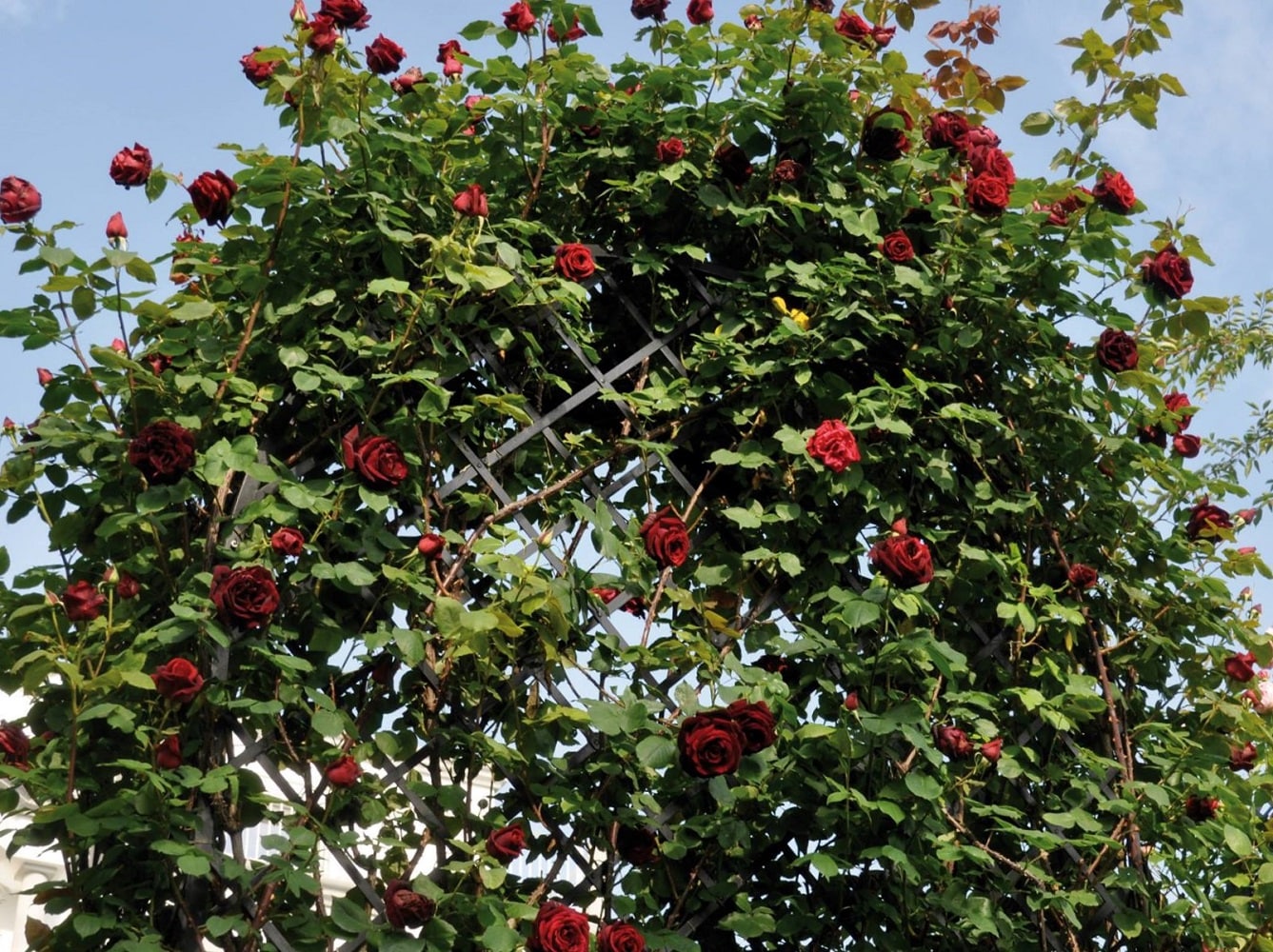 Romanische Metall-Laube 'Villandry' von Classic Garden Elements mit der Rose 'Papa Meilland Climbing'