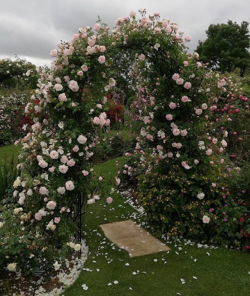 Romanischer Rosenbogen Bagatelle von Classic Garden Elements im Rosengarten von Peter Beales mit Kletterrose 'New Dawn'