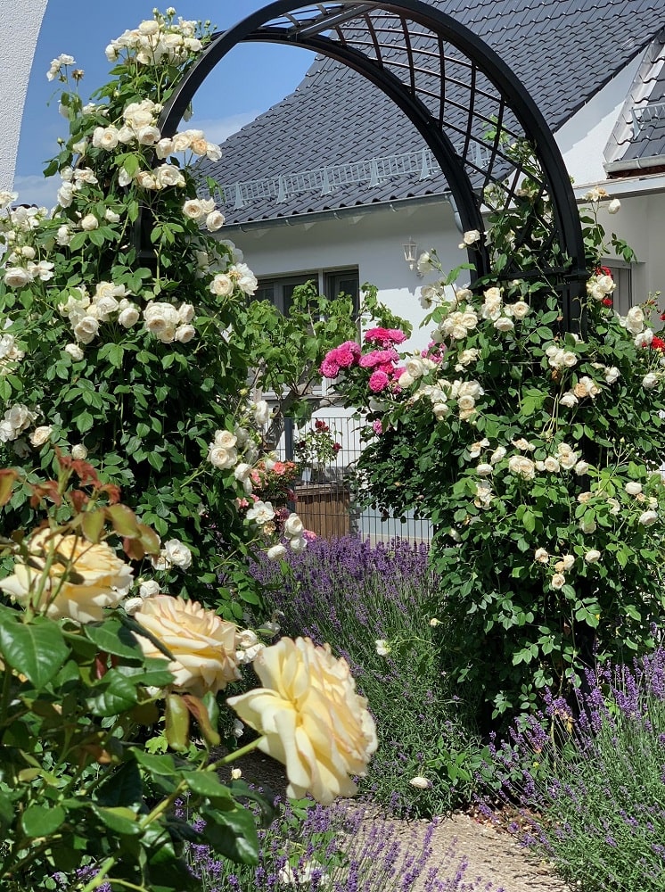 Romanischer Rosenbogen 'Portofino' von Classic Garden Elements im Vorgarten mit Kletterrose 'Claire Austin'