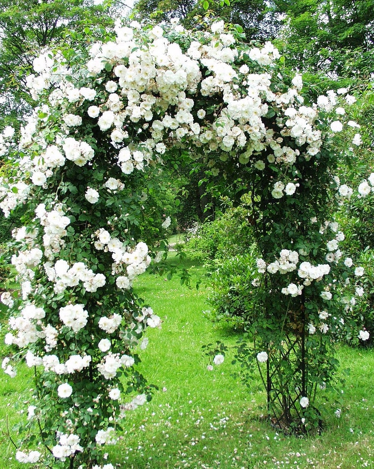 Rosa sempervirens-Hybride 'Adélaide d'Orléans' blüht an dem Rosenbogen Bagatelle von Classic Garden Elements