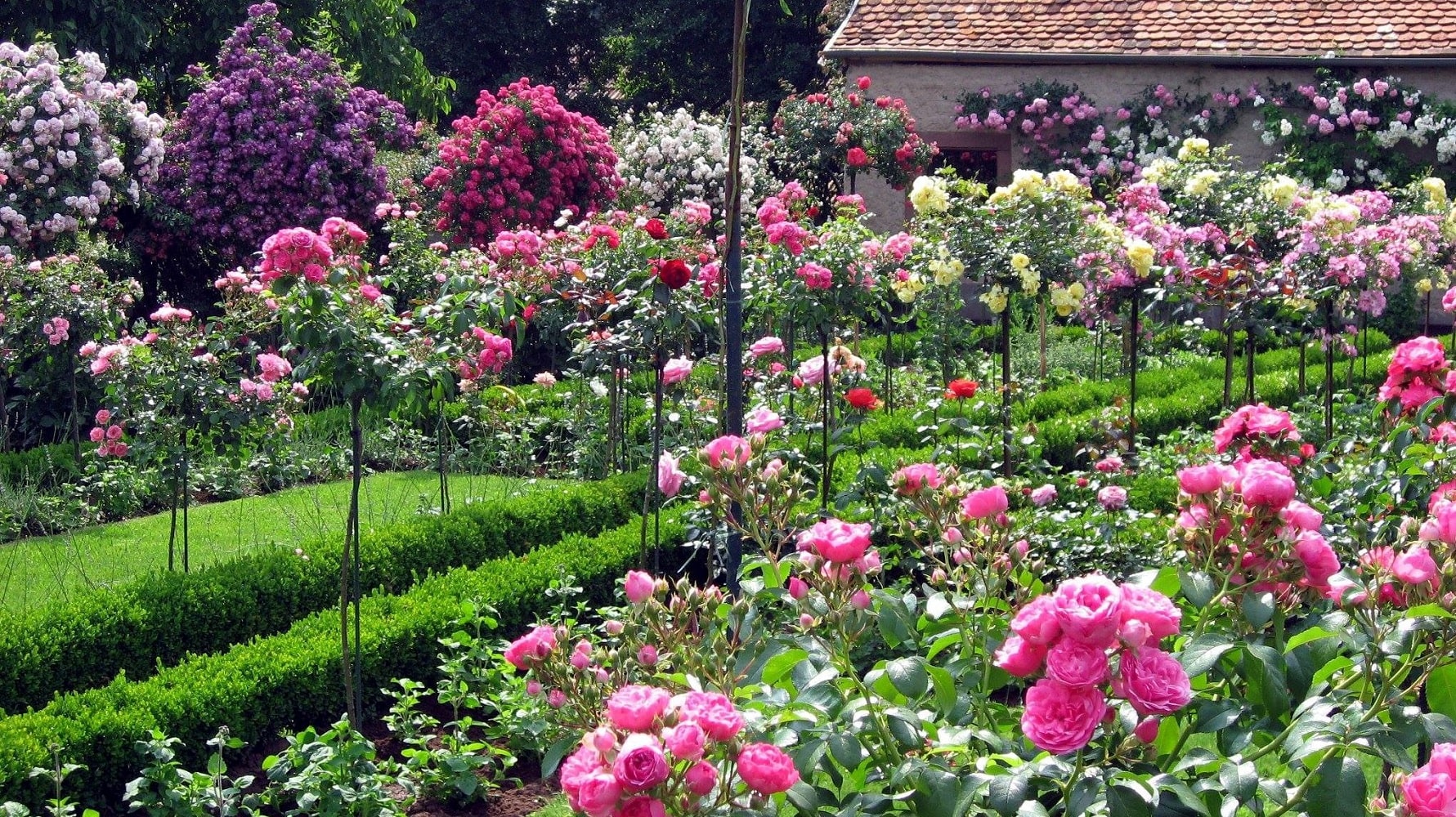Rosen Hochstämme gestützt mit Rosenstäben aus Metall im formalen Rosengarten in Frankreich
