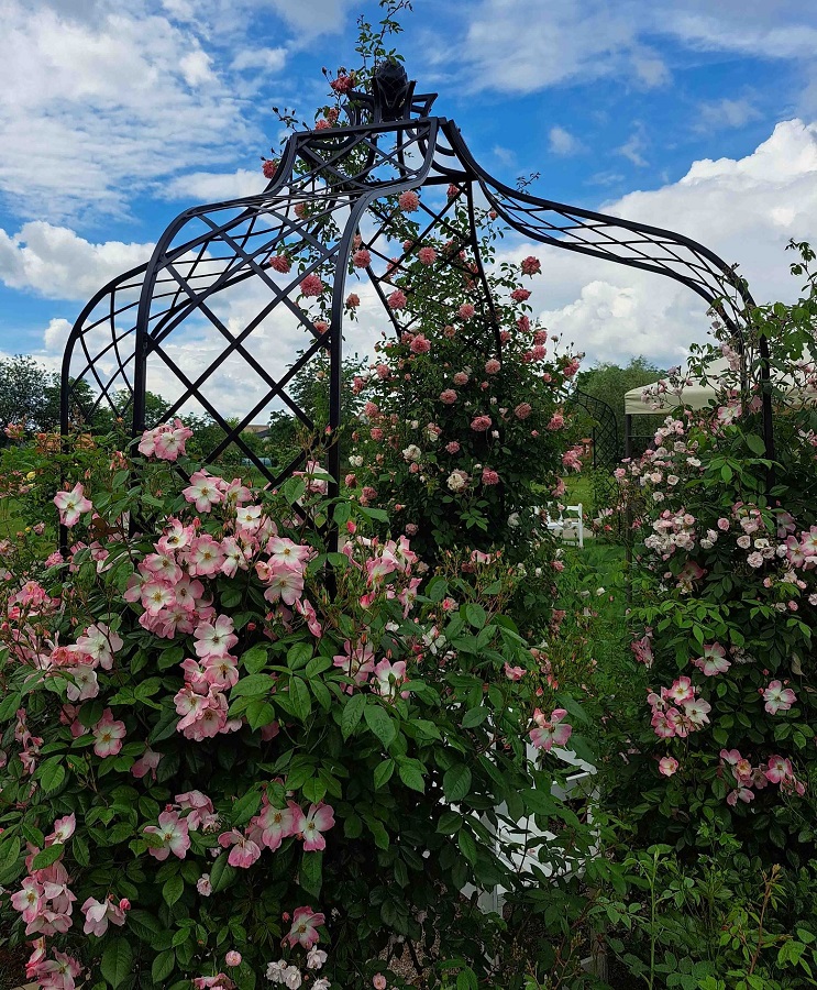 Rosenpavillon Kiftsgate von Classic Garden Elements mit Rambler-Rosen im Rosengarten Dolná Krupá (Slowakei)
