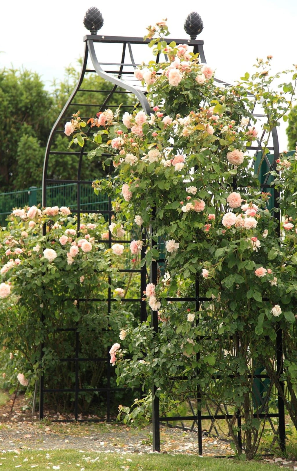 Viktorianische Metall Laube von Classic Garden Elements mit 'Rose de Tolbiac' im Schaugarten von Kordes in Sparriershoop