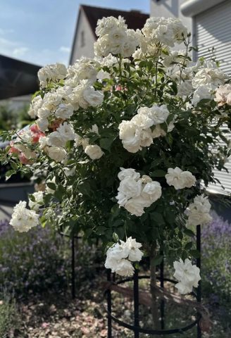 Weiss blühende Hochstammrose mit Pflanzenstütze Jean Vibert von Classic Garden Elements Weiss blühende Hochstammrose mit Pflanzenstütze Jean Vibert von Classic Garden Elements