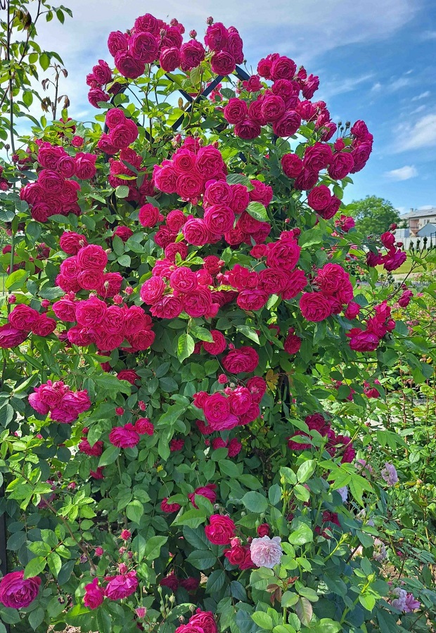 Rose 'Geschwinds Schönste' mit Rankgitter 'Beekman' von Classic Garden Elements im Rosengarten Dolná Krupá