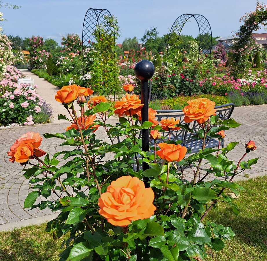Rosenstab mit Kugel von Classic Garden Elements stützt eine Stammrose
