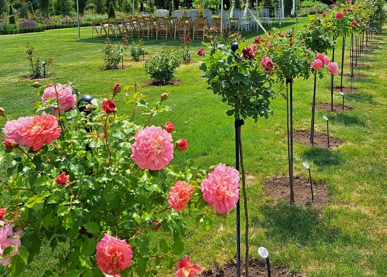 Rosenstämme im Rosengarten Dolná Krupá mit Rosenstäben von Classic Garden Elements