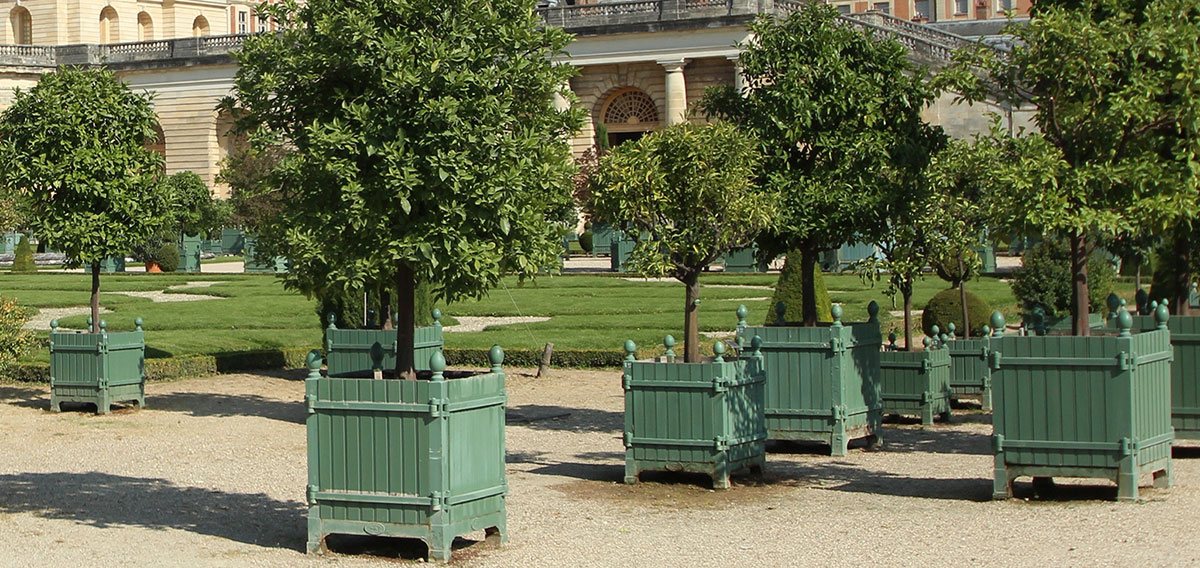 Eine Gruppe Versailler Pflanzkübel im hochsommerlichen Park von Versailles