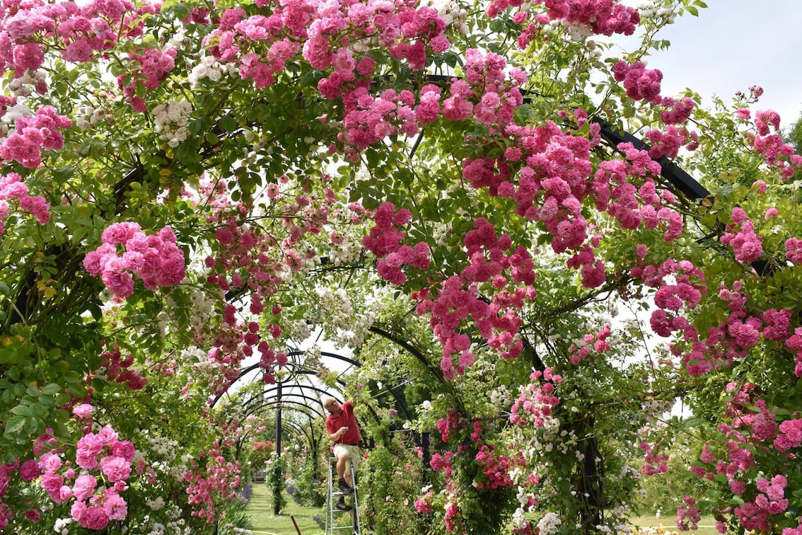Aufbinden von Ramblerrosen zum Laubengang von Classic Garden Elements