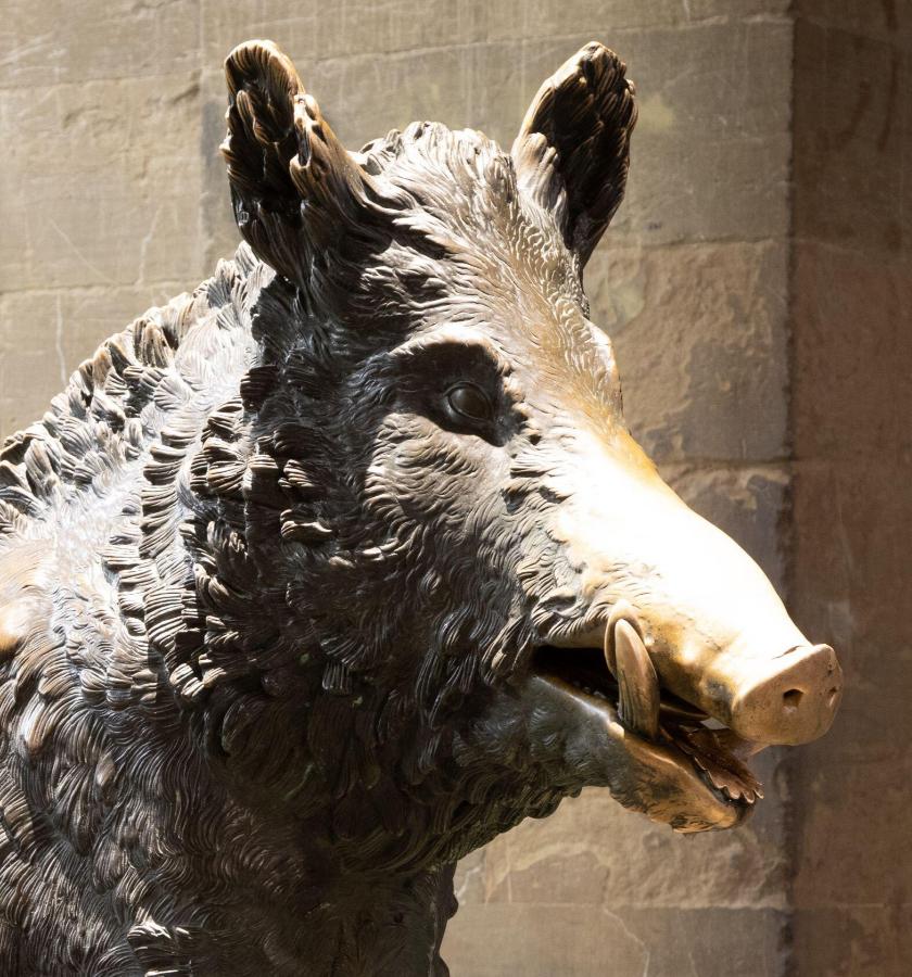 S46 – Kalydonischer Eber – Detailaufnahme der Schnauze des Ebers. Copyright Alamy Stock Photo S46 – Kalydonischer Eber – Detailaufnahme der Schnauze des Ebers. Copyright Alamy Stock Photo