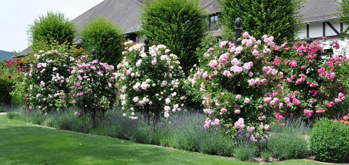 Rosengarten Schafhof Kronberg mit Rosensäulen Charleston Allee und verschiedenen Kletterrosen