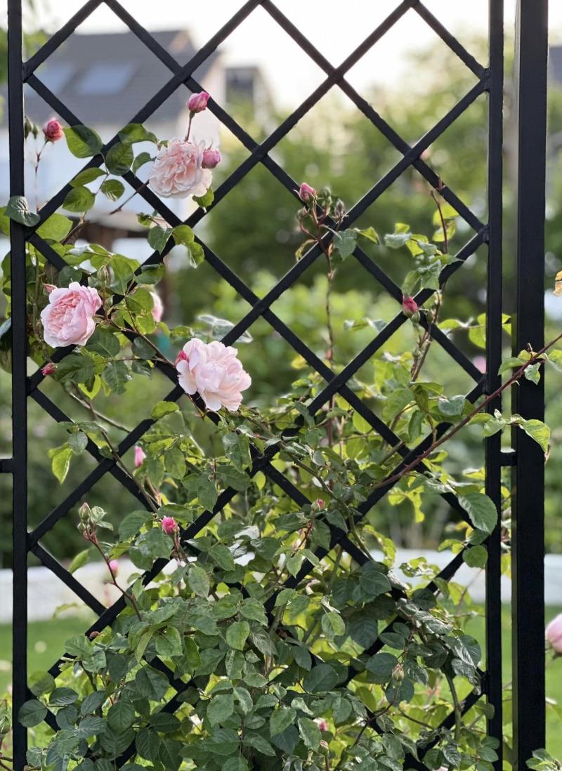 Detail der Seitenteilegeflechts von Schönbrunner Pavillon mit Kletterrose Detail der Seitenteilegeflechts von Schönbrunner Pavillon mit Kletterrose