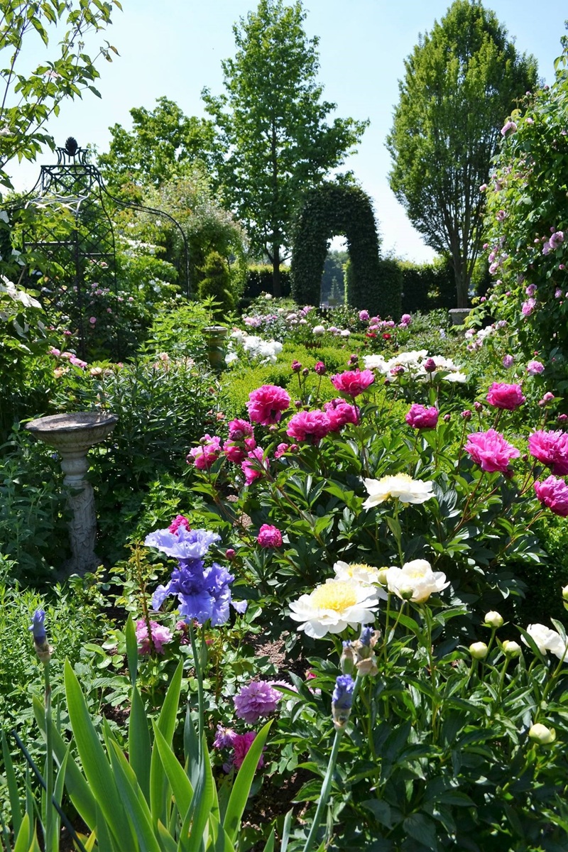 Rosenpavillon Kiftsgate im Garten mit blühenden Pfingstrosen Rosenpavillon Kiftsgate im Garten mit blühenden Pfingstrosen