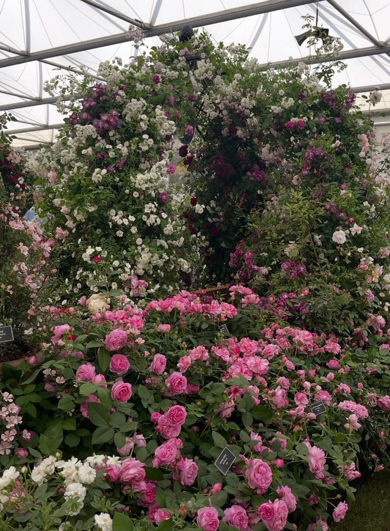 Rosenpavillon ‘Kiftsgate’ von Classic Garden Elements auf der Chelsea Flower Show 2025 bei Peter Beales Roses Rosenpavillon 'Kiftsgate' von Classic Garden Elements auf der Chelsea Flower Show 2025 bei Peter Beales Roses