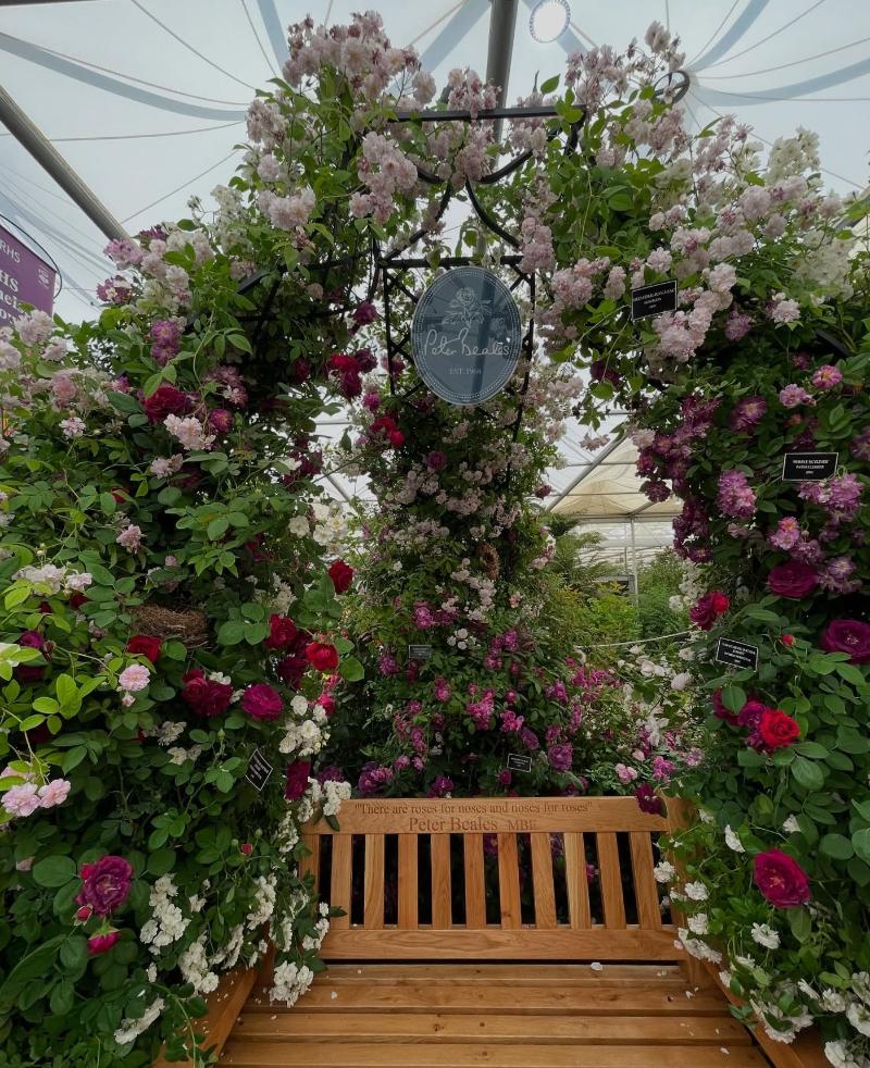 Rosenpavillon ‘Kiftsgate’ von Classic Garden Elements mit Holzbank auf der Chelsea Flower Show 2025 Rosenpavillon 'Kiftsgate' von Classic Garden Elements mit Holzbank auf der Chelsea Flower Show 2025