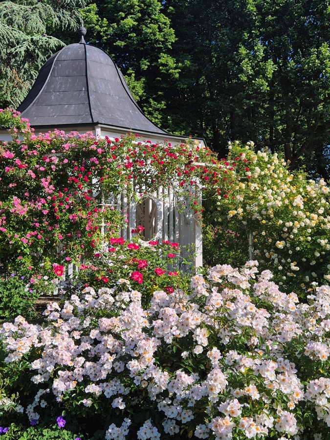 Rosenpavillon Zweibrücken mit blühenden Rosen Rosenpavillon Zweibrücken mit blühenden Rosen
