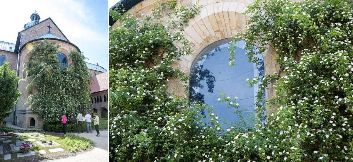 Kletterrosen - Der Tausendjährige Rosenstock