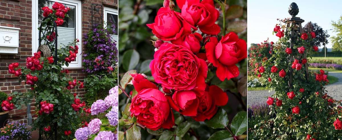 Kletterrosen - Florentina