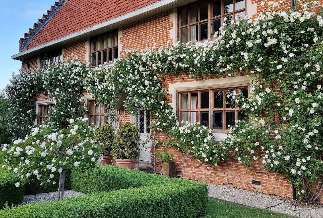 Kletterrosen - Hausfassade mit Rambler 'City od York'