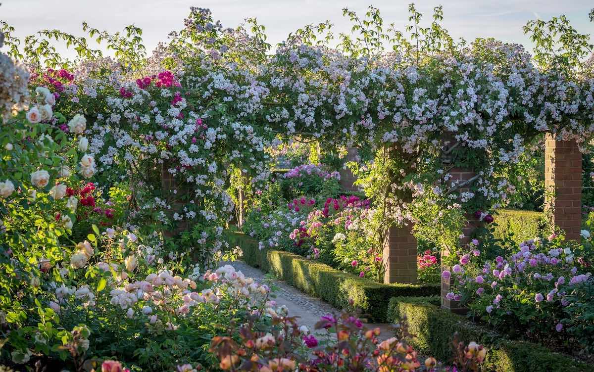 Kletterrosen-Rosenpergola-bei-David-Austin-Roses