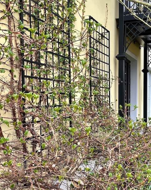 Grosses-Wandgitter-Bauhaus-R9-10-an-der-Hauseingangsfassade-mit-Kletterhortensie