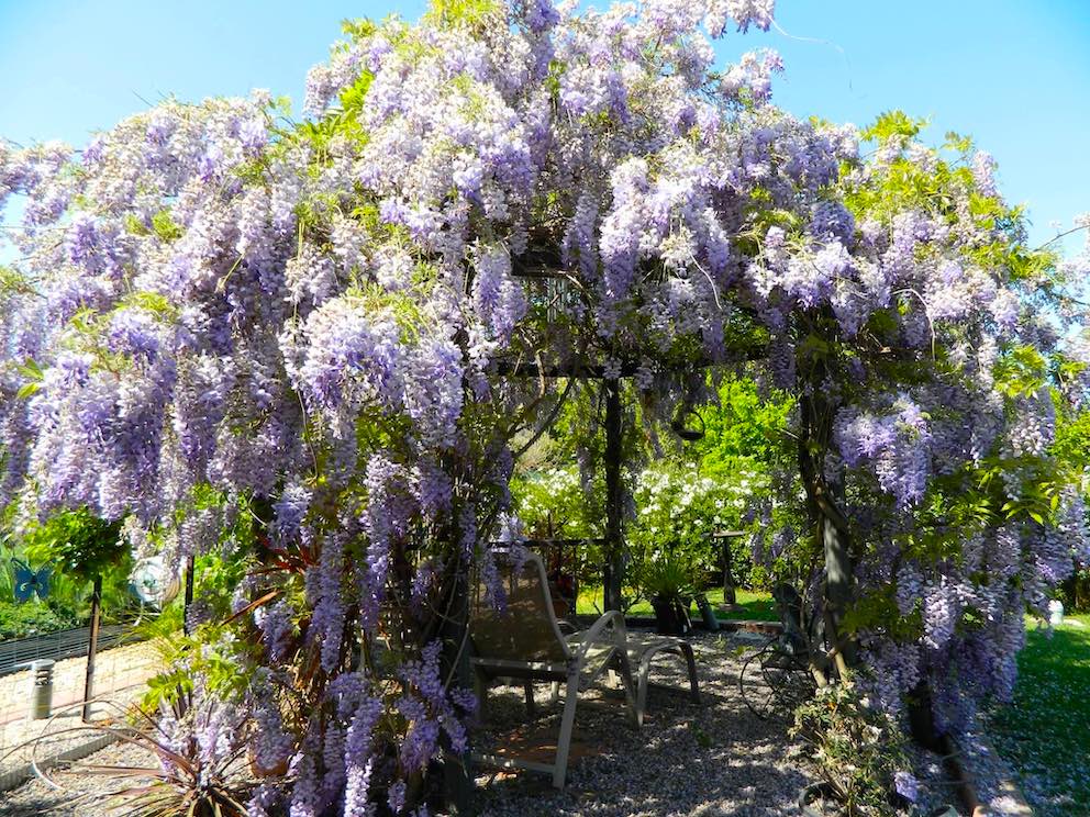Wisteria-mit-Eisen-Pavillon 2